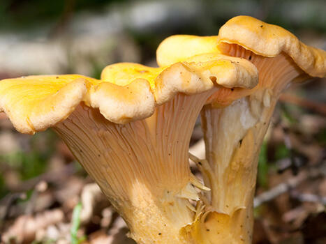 scottish girolle mushroom 