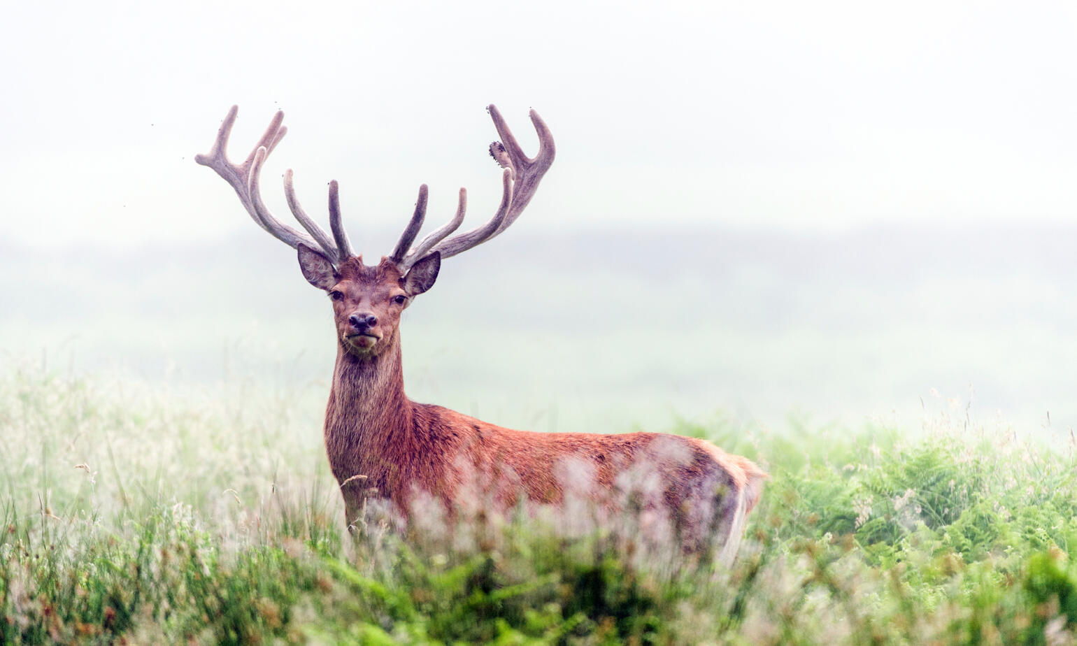 royal venison of studley 