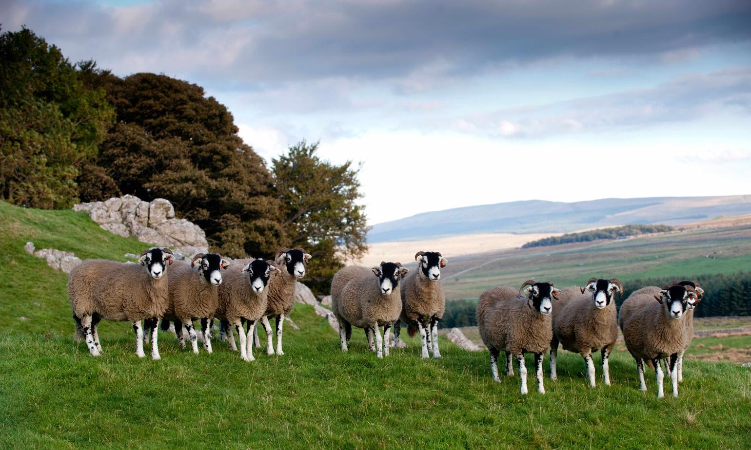BTRTFP Swaledale sheep on limestone pasture. North Yorkshire