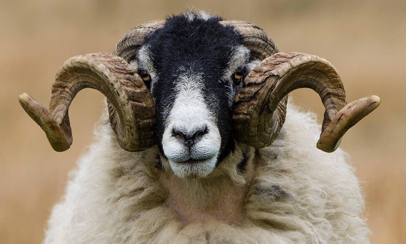 Swaledale Mutton