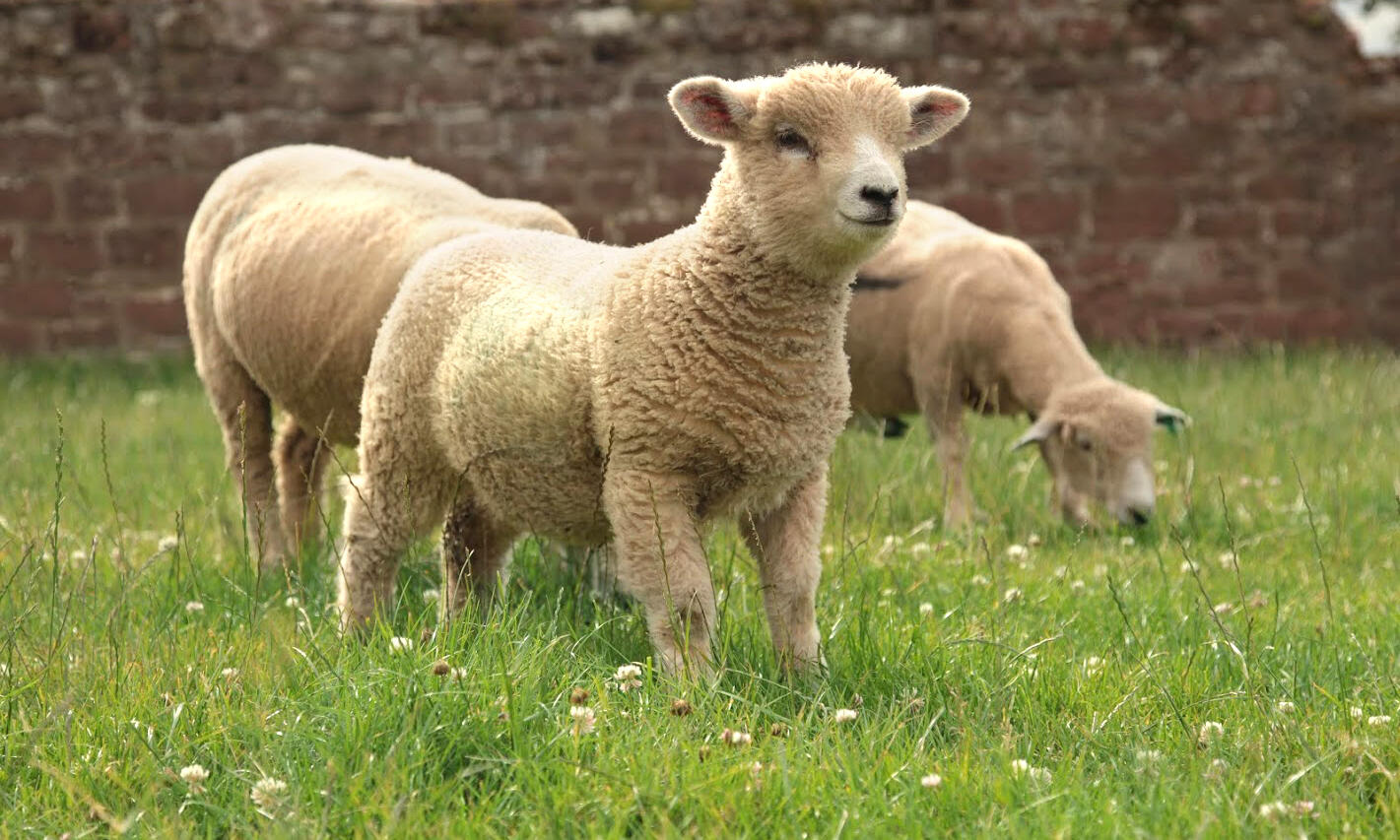 little lambs on grass