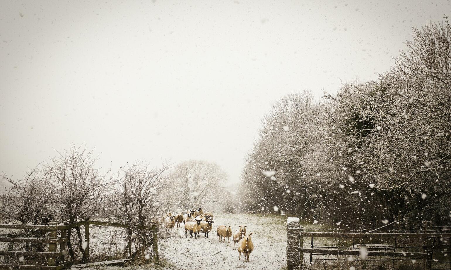 sheeps in snow on farm
