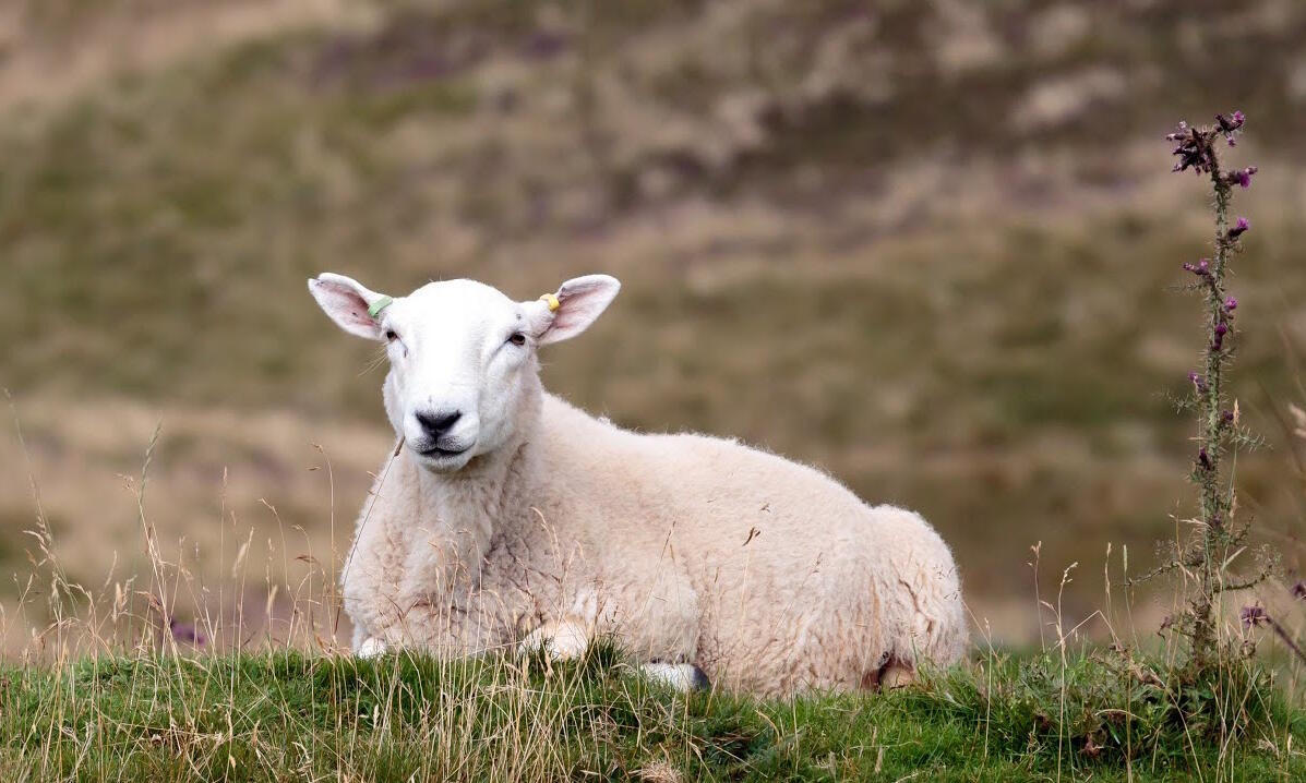 cheviot lamb