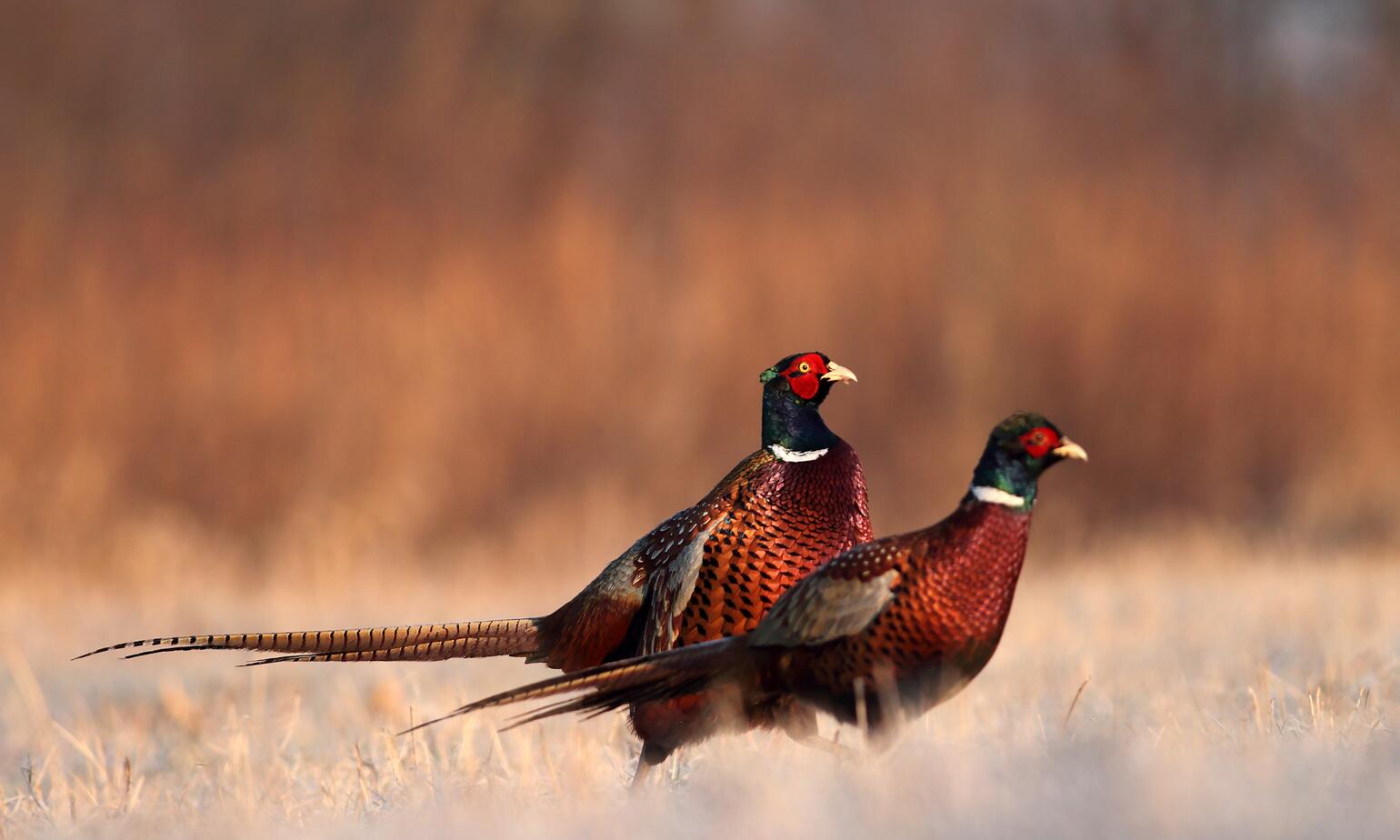 wild pheasants 