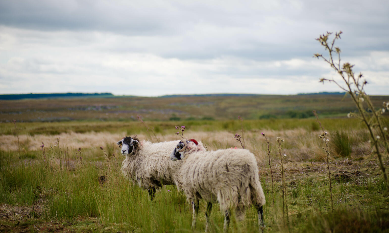 goats grazing on field 