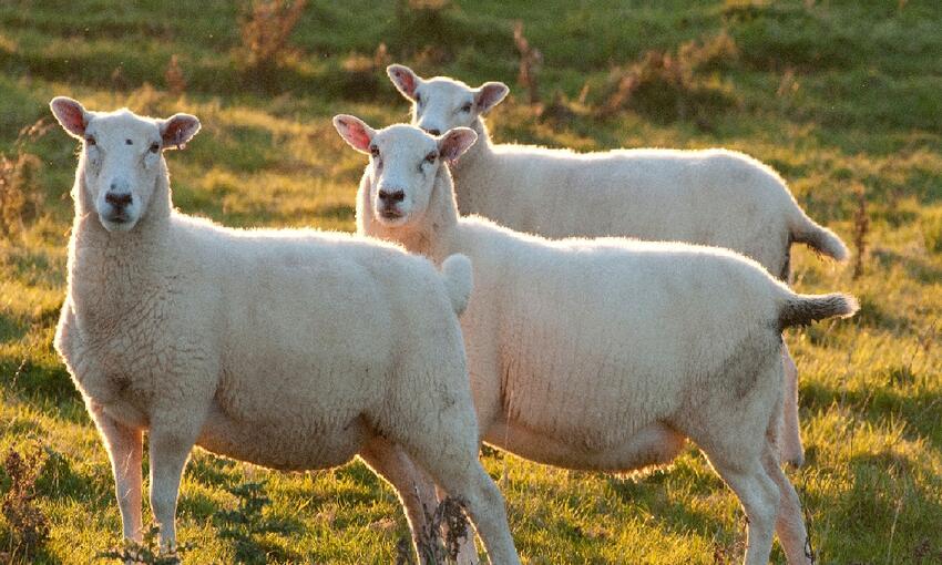 cheviot breed sheep 