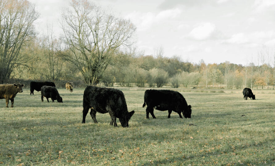 lamb in dales and fells 