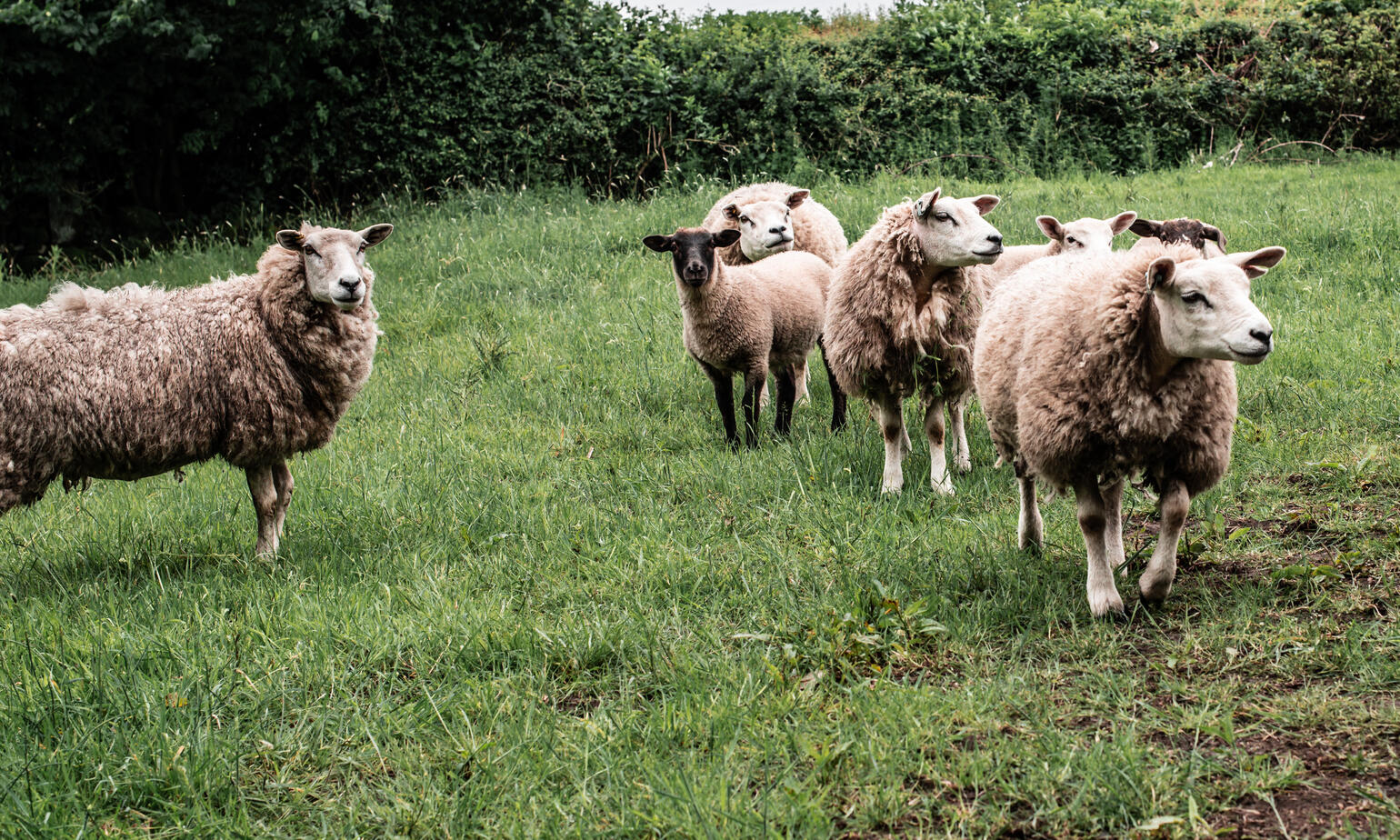 sheep on waterfall farm 