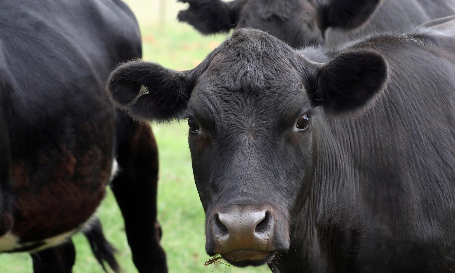aberdeen angus cow breed