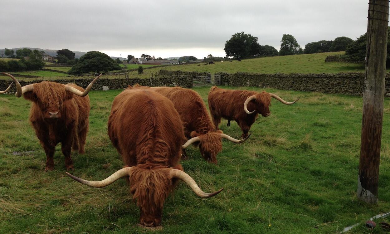 cows of highlands 