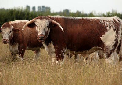 longhorn cows