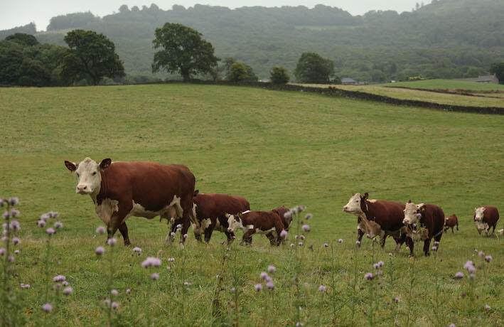 hereford breed cows in field 