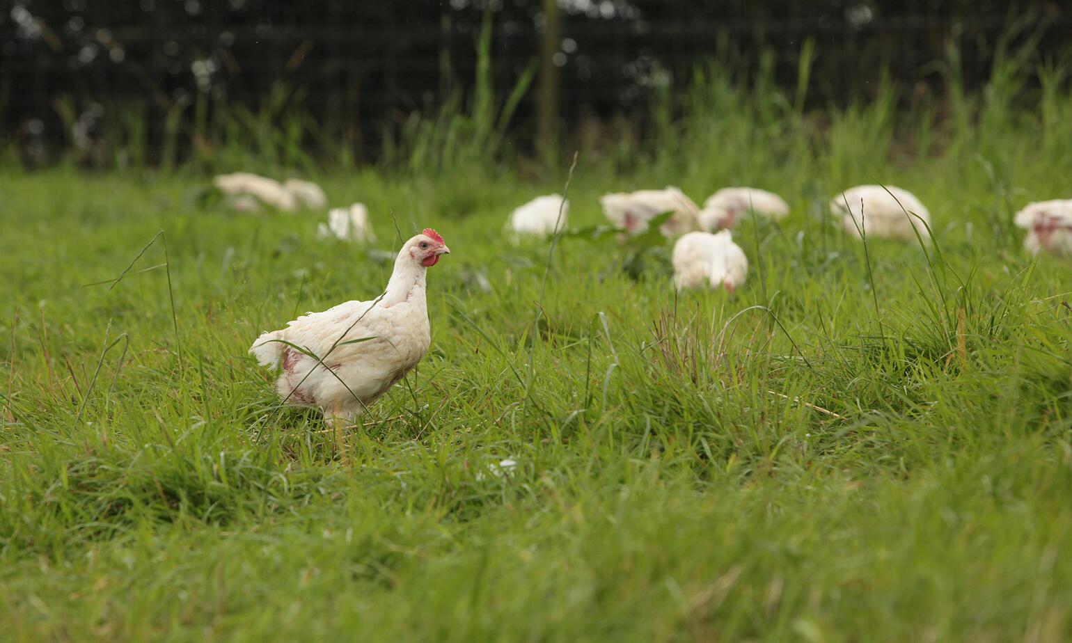 chicken on field 