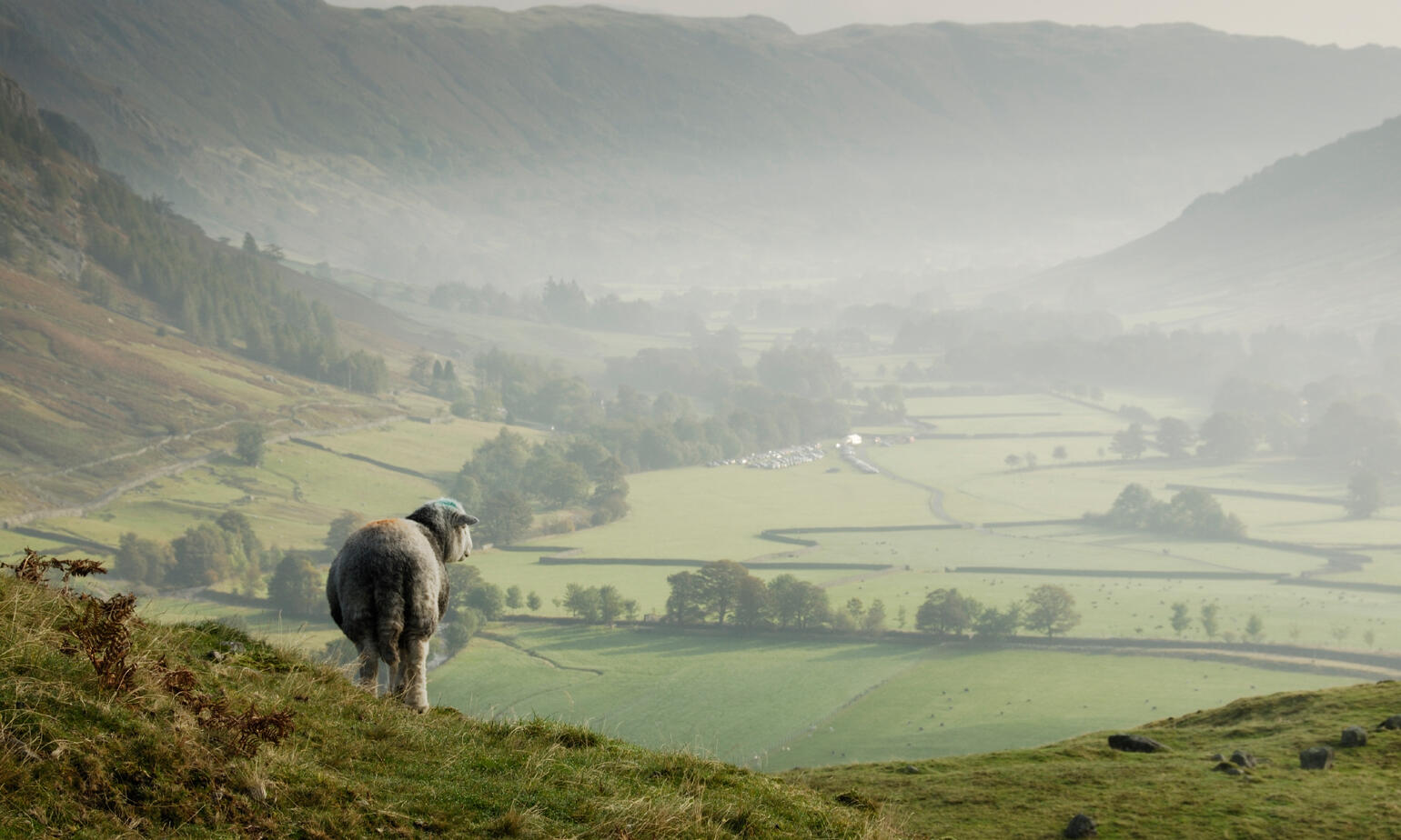 herdwick farm landscape 