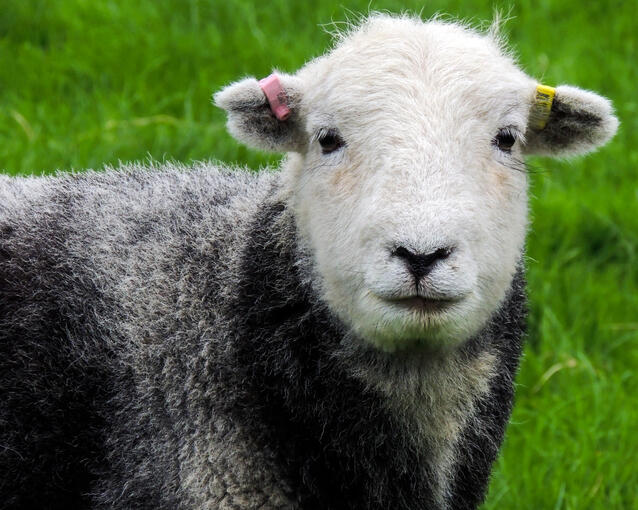 herdwrick bred sheep 