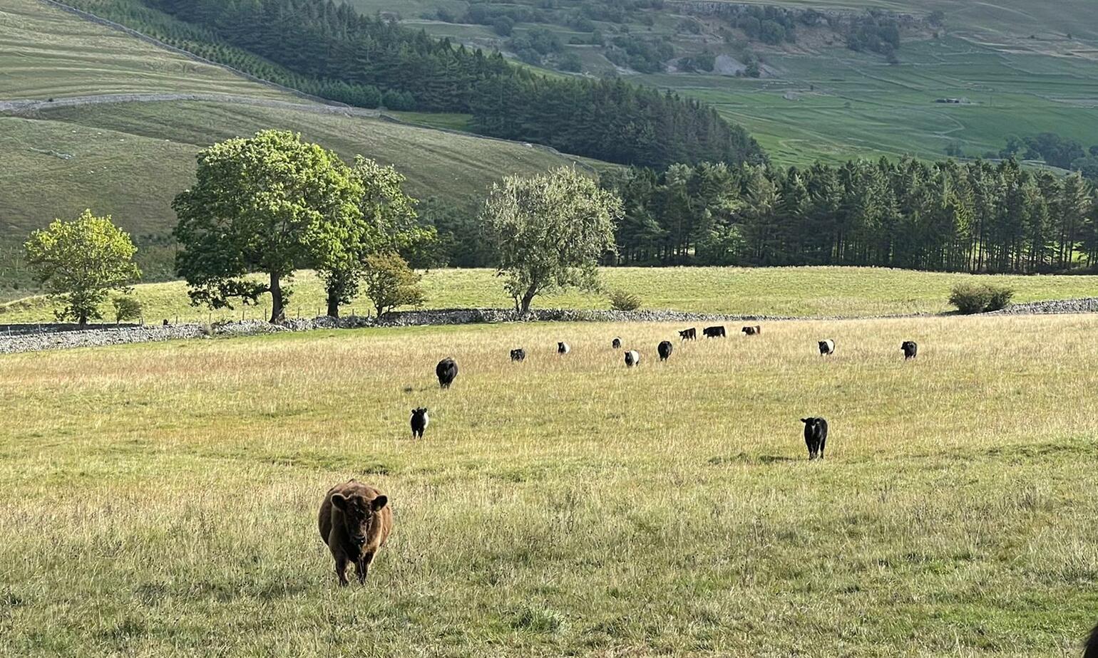 cattle grazing in open field 