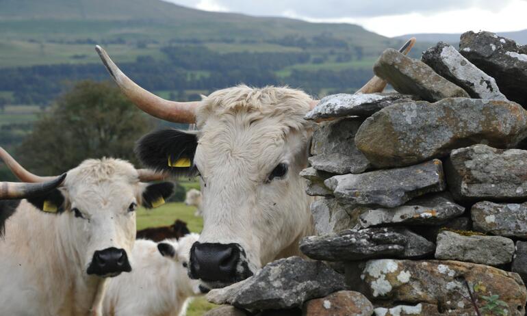 cows behind stone wall 
