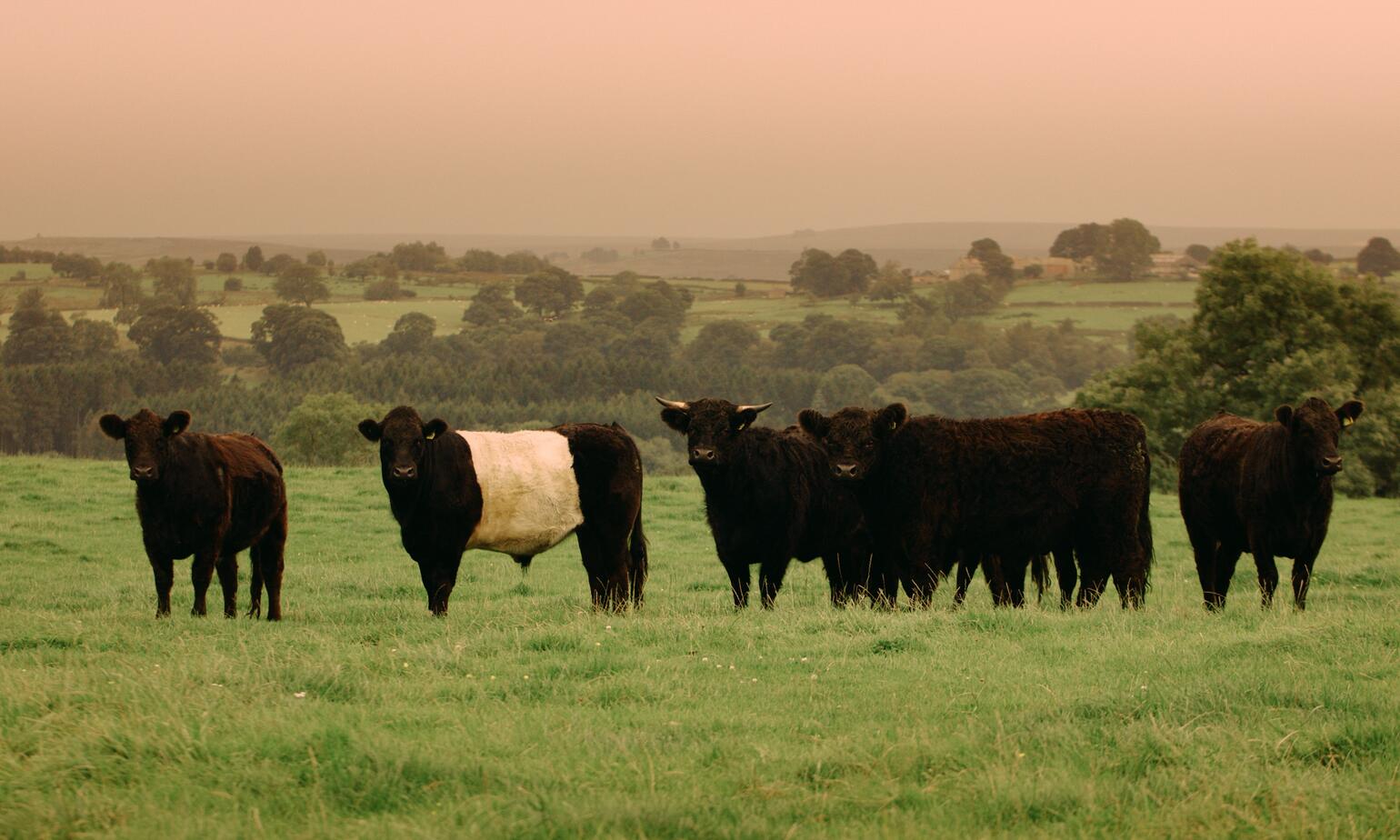 holy cows on field in sunset